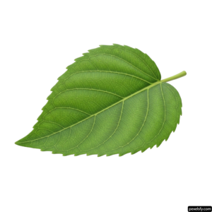 Green leaf on a white background png transparent background