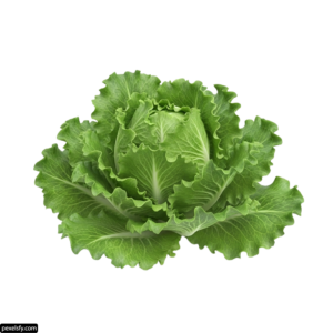 Head of lettuce on a white background png transparent background