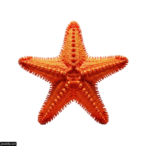 Orange starfish on a white background png transparent background