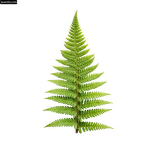 Single green fern leaf on a white background png transparent background