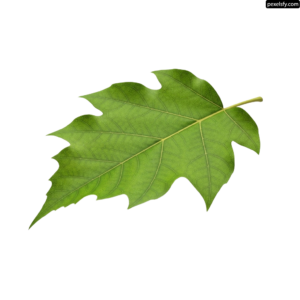 Single green leaf on a white background png transparent background