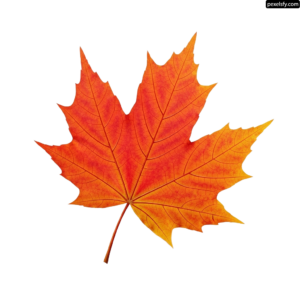 Single orange maple leaf on a white background png transparent background