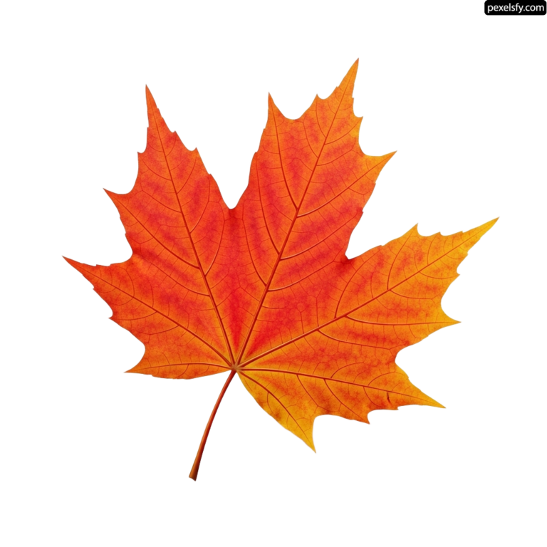 Single orange maple leaf on a white background png transparent background