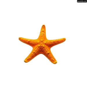 Single orange starfish on a white background png transparent background