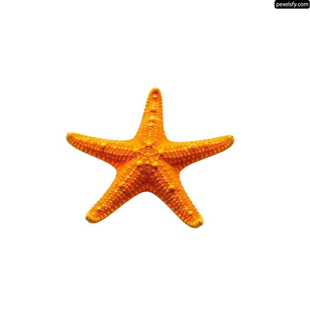 Single orange starfish on a white background png transparent background