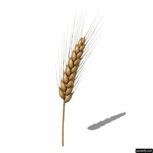 Single stalk of wheat on a white background png transparent background