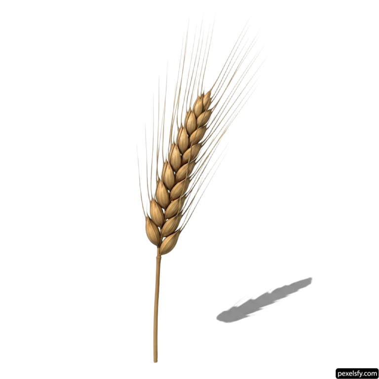 Single stalk of wheat on a white background png transparent background