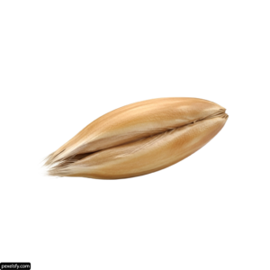 Single stalk of wheat on a white background png transparent background