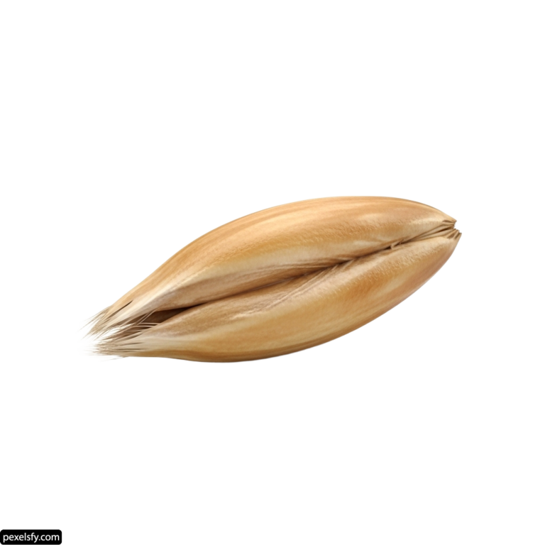 Single stalk of wheat on a white background png transparent background