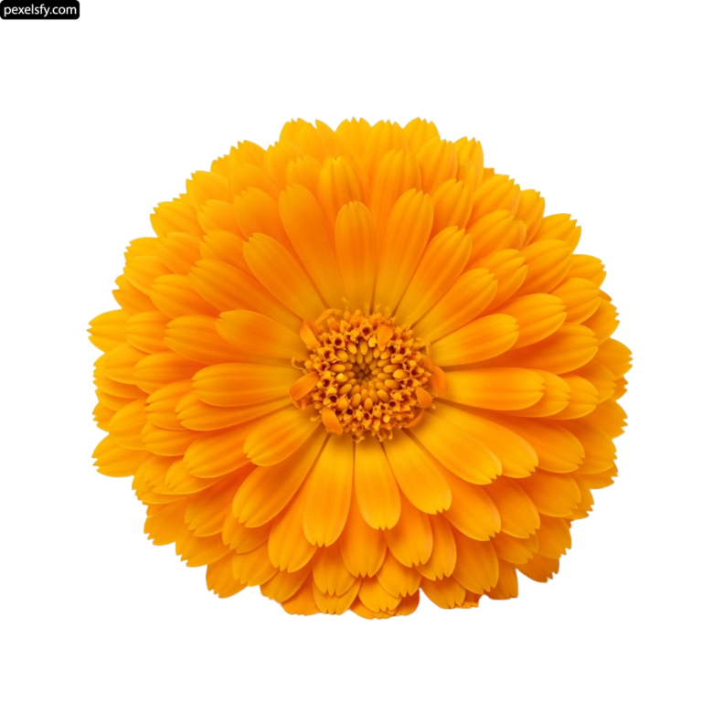 Single yellow flower on a white background png transparent background