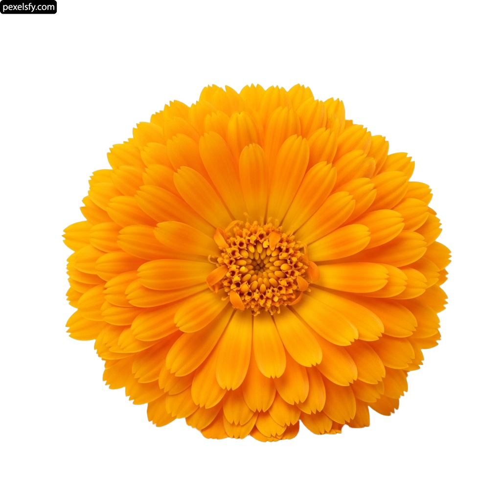 Single yellow flower on a white background png transparent background