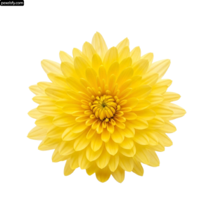 Single yellow flower on a white background png transparent background