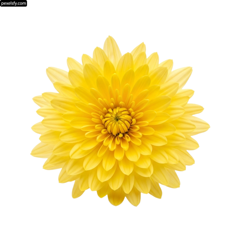 Single yellow flower on a white background png transparent background