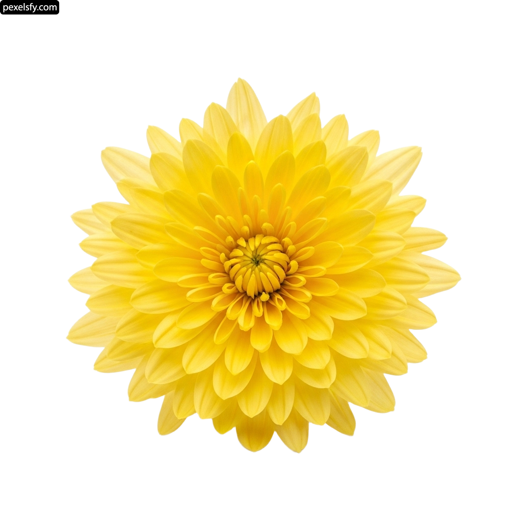 Single yellow flower on a white background png transparent background