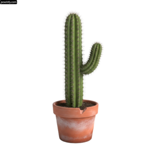 Small cactus in a pot on a white background png transparent background