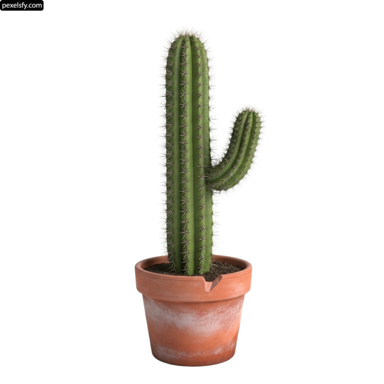 Small cactus in a pot on a white background png transparent background