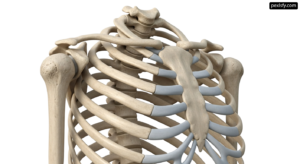 3D model of a human skeleton on a white background png transparent background