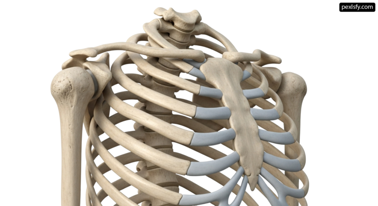 3D model of a human skeleton on a white background png transparent background