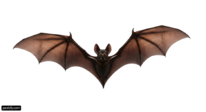 Bat flying through the air with its wings spread png transparent background