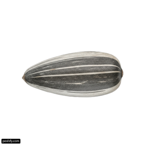 Black and white striped object on a white background png transparent background