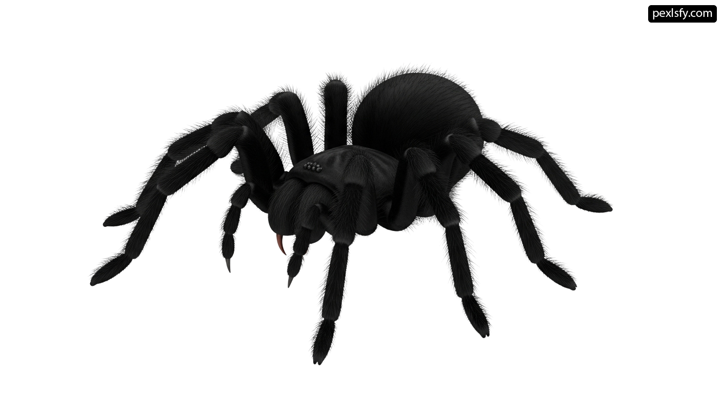 Black spider on a white background png transparent background