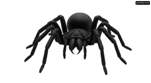 Black spider on a white background png transparent background