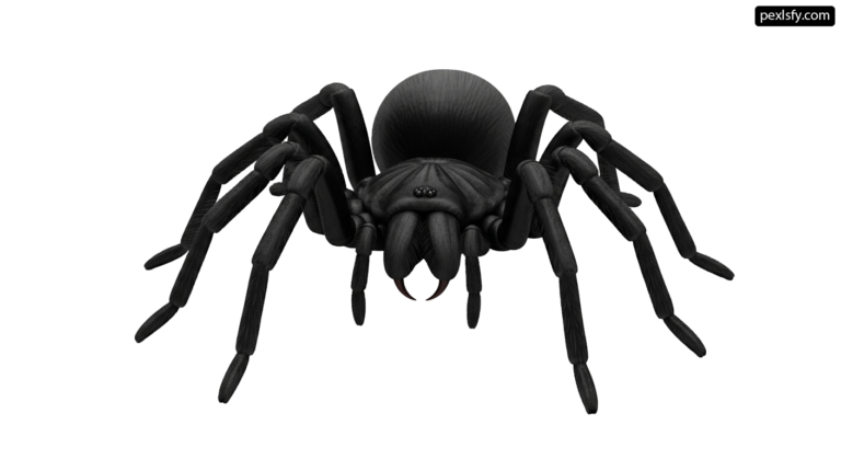 Black spider on a white background png transparent background
