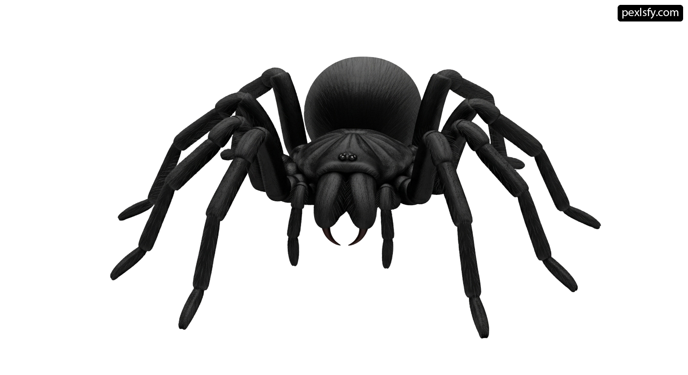 Black spider on a white background png transparent background