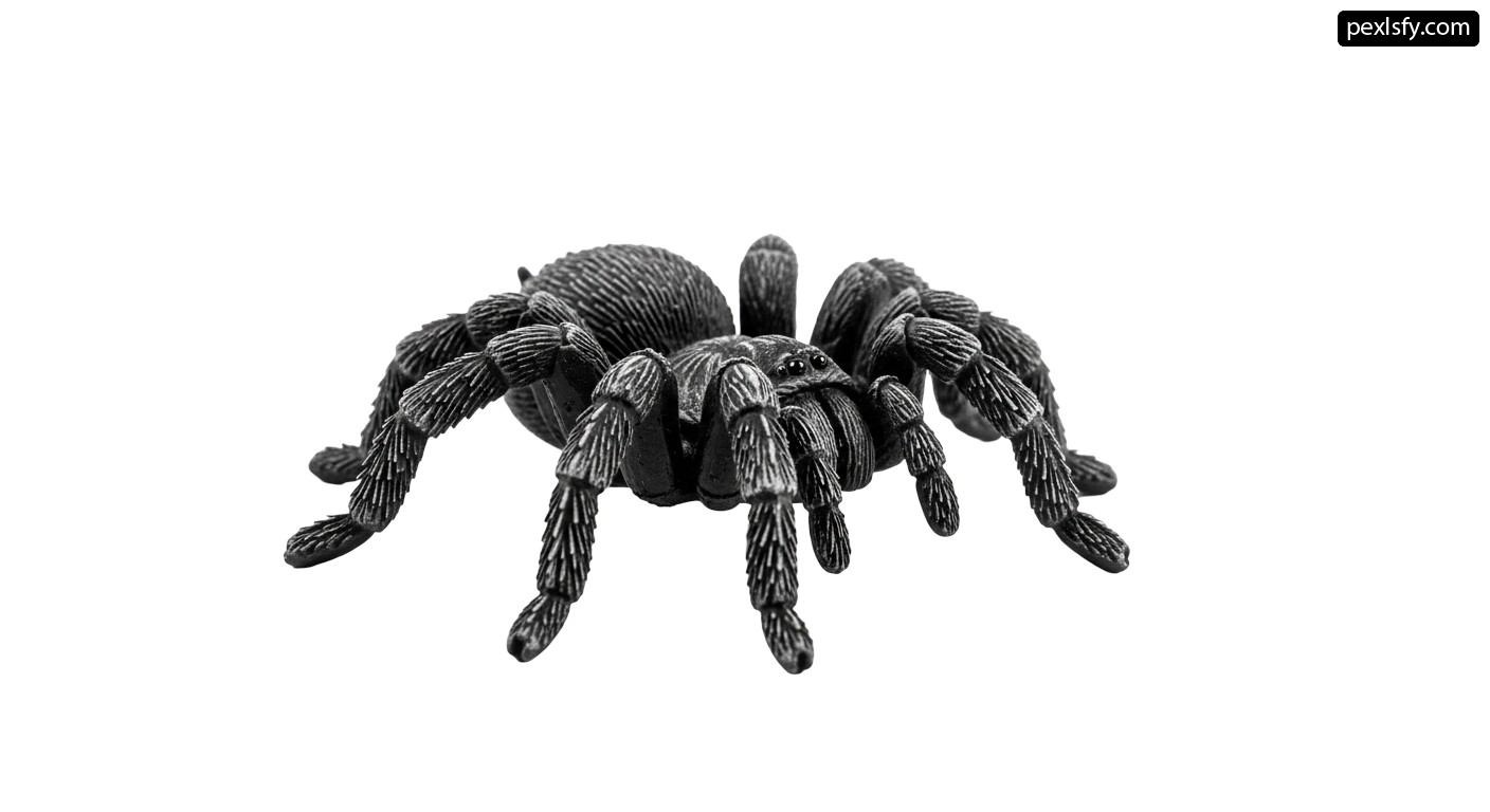 Black tarantula on a white background png transparent background
