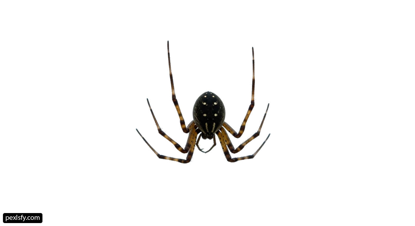 Black widow spider on a white background png transparent background