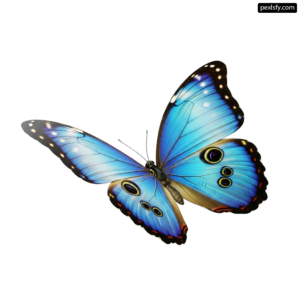 Blue butterfly on a white background png transparent background