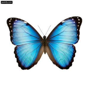 Blue butterfly on a white background png transparent background
