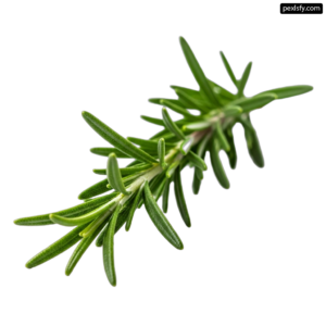 Branch of rosemary on a white background png transparent background