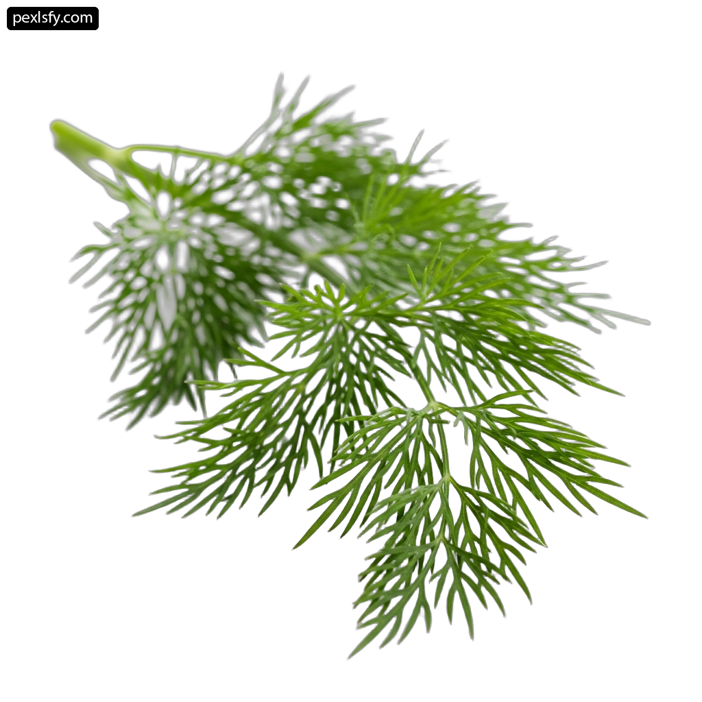 Bunch of dill on a white background png transparent background