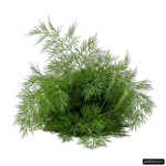 Bunch of green plants on a white background png transparent background
