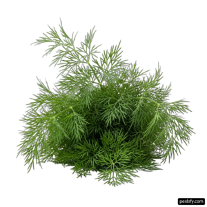 Bunch of green plants on a white background png transparent background