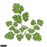Bunch of parsley on a white background png transparent background