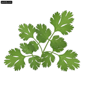 Bunch of parsley on a white background png transparent background