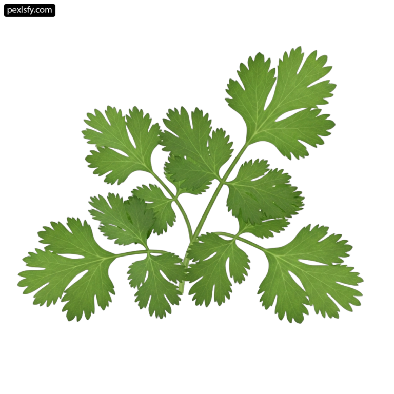Bunch of parsley on a white background png transparent background