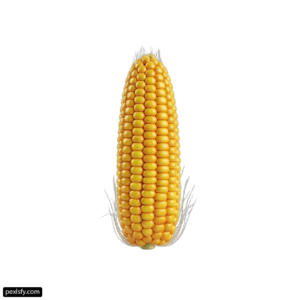 Ear of corn on a white background png transparent background