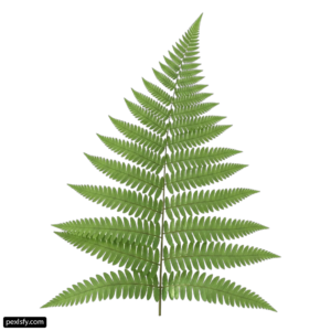 Green fern leaf on a white background png transparent background