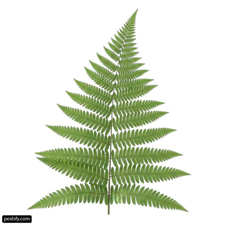 Green fern leaf on a white background png transparent background