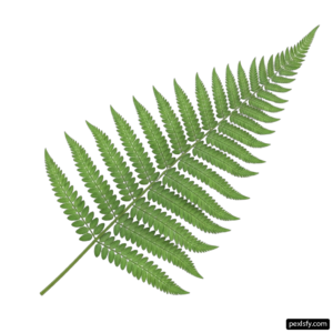 Green fern leaf on a white background png transparent background