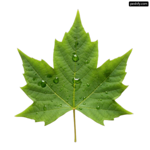 Green leaf with water droplets on it png transparent background