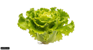 Head of lettuce on a white background png transparent background