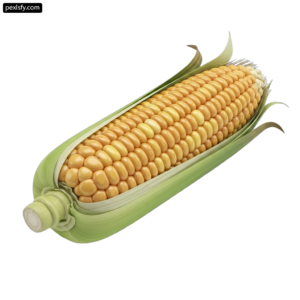 Illustration of an ear of corn on a white background png transparent background
