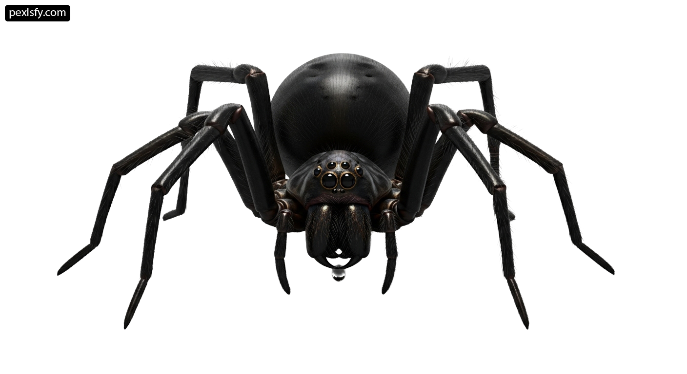 Large black spider on a white background png transparent background