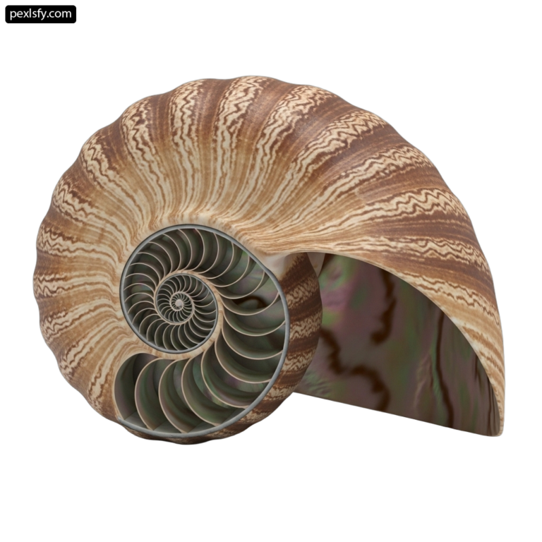 Nautilus shell on a white background png transparent background
