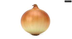 Onion on a white background png transparent background
