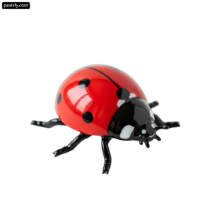 Red and black ladybug on a white background png transparent background
